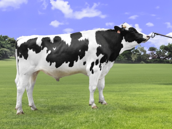 ФРАЗЛЕНД-М  211596064  ЕТ